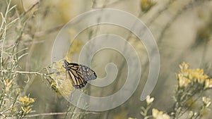 Monarch butterfly and rabbitbrush flowers