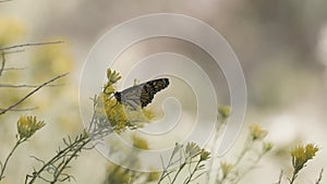 Monarch butterfly and rabbitbrush flowers no audio