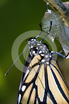 Monarch butterfly readyjust emerged  from its chrysalis.