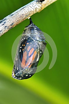 Monarch butterfly readyto emerg from its chrysalis.