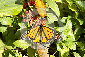 Monarch butterfly on red blooming flowers