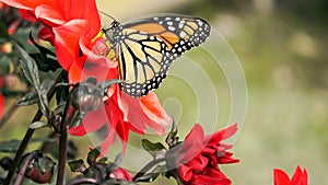 Monarch butterfly on a red Dahlia flower in the garden
