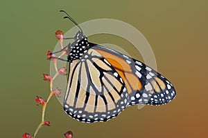 Monarch butterfly on red flower