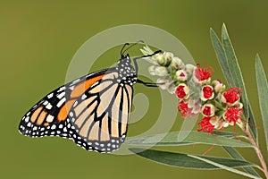 Monarch butterfly on red flower