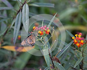 Monarch butterfly on red flowers