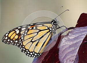 Monarch Butterfly on a Red Leaf