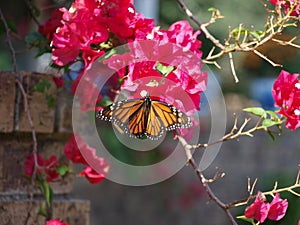 Monarch Butterfly Renews Its Energy