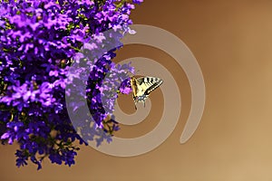 Monarch butterfly resting on blue flowers