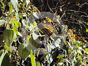 Monarch butterfly resting from its long journey to Mexico