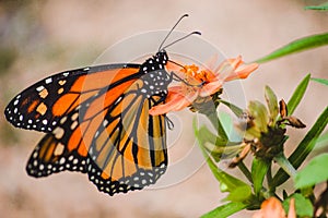 Monarch butterfly resting on orange colored flower