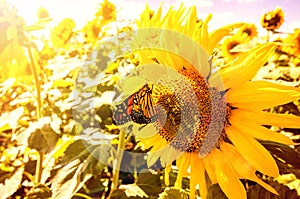 Monarch butterfly resting on a sunflower in the summer sun