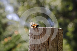 Monarch Butterfly resting on a wooden post.