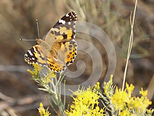 A Monarch Butterfly Resting on Yellow Wildflowers