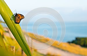 Monarch butterfly rests momentarily on dew laden flax leaf