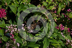 Monarch Butterfly On tiny Pink Flowers