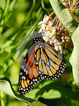 Monarch butterfly at Salt Point Nature Preserve Cayuga Lake