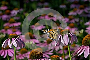 Monarch butterfly in a sea of Echinacea flowers.