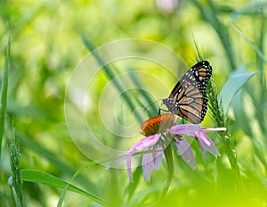 Side angle shot of beautiful monarch butterfly sitting on top of pretty purple flower