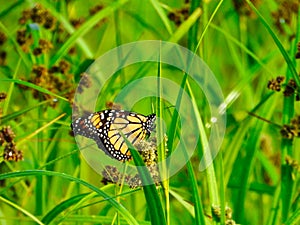 Monarch Butterfly Showing Underside of Wing on a Wildflower