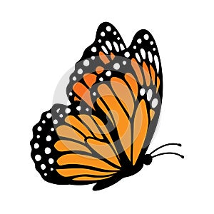 Monarch butterfly, side view. Vector illustration isolated on white background