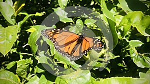 Monarch butterfly on lemon tree.
