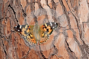 A monarch butterfly or simply monarch Danaus plexippus  on the trunk of a pine tree. It is a milkweed butterfly subfamily