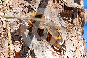 A monarch butterfly or simply monarch Danaus plexippus  on the trunk of a pine tree. It is a milkweed butterfly subfamily