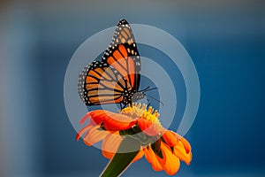 The monarch butterfly or simply monarch is a milkweed butterfly in the family Nymphalidae.