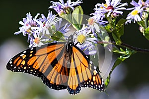 Monarch Butterfly Sipping Nectar from the Accommodating Flower