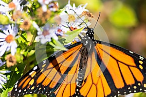 Monarch Butterfly Sipping Nectar from the Accommodating Flower