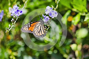 Monarch butterfly sipping nectar from a colorful flower.