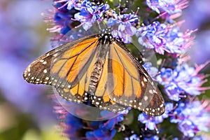 Monarch butterfly sipping nectar from Pride of Madeira flowers