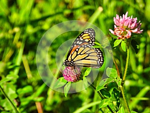 Monarch Butterfly Sits and Eats a Hot Pink Flower Bloom