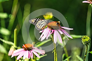 Monarch Butterfly Sits on a Mangus Coneflower With a Carpenter Bee Closeup Macro