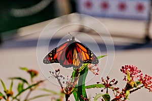 Monarch butterfly sitting atop blossoms along the Chicago riverwalk downtown