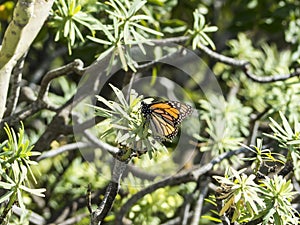 Monarch butterfly sitting on a plant in the sun.