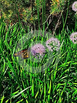 Monarch butterfly sitting on the side of chive blossoms blooming along the Chicago riverwalk downtown.