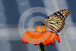 Monarch Butterfly with Solar Panels