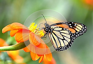 Monarch Butterfly species are common in gardens and yards
