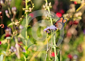 Monarch Butterfly on Spring Wildflowers