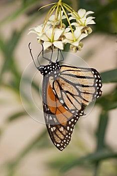 Monarch Butterfly stages 04
