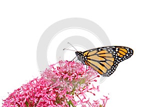 Monarch butterfly standing on pink Egyptian Star Cluster flowers