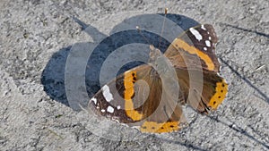 Monarch Butterfly Stone Background