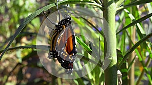 Monarch Butterfly Stretching its Wings