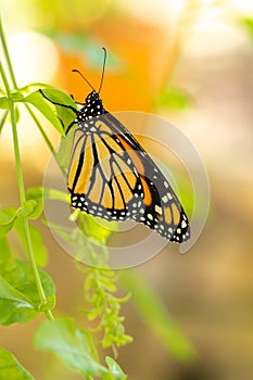 Monarch Butterfly In Summer Garden