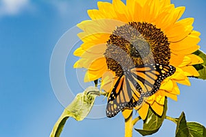 Monarch Butterfly on a sunflower
