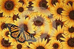 Monarch butterfly on sunflower background