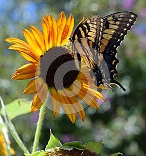 Monarch Butterfly on a Sunflower