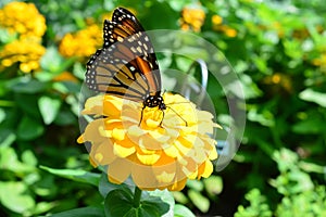 Monarch Butterfly on the sunflower