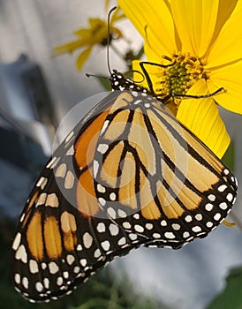 Monarch butterfly Sunflower poke a dot orange sacred geometry